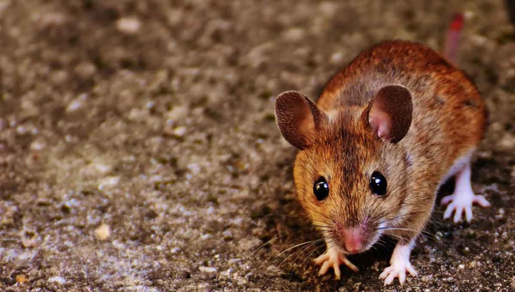 Mice Study Says That Vaping Negatively Affects Males’ Heart Health