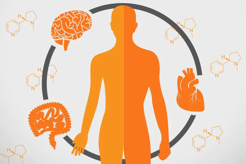 How Long Does Nicotine Stay in Your System?